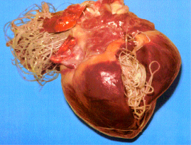 heartworm heart orig